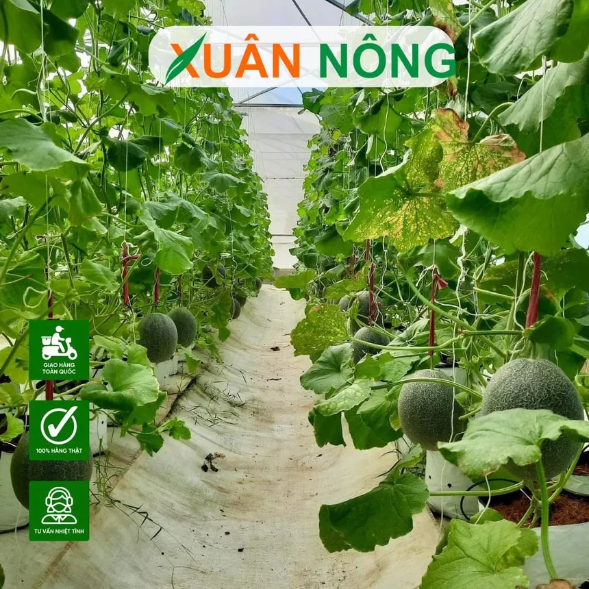 Nhà màng trồng dưa lưới cần lưu ý gì?