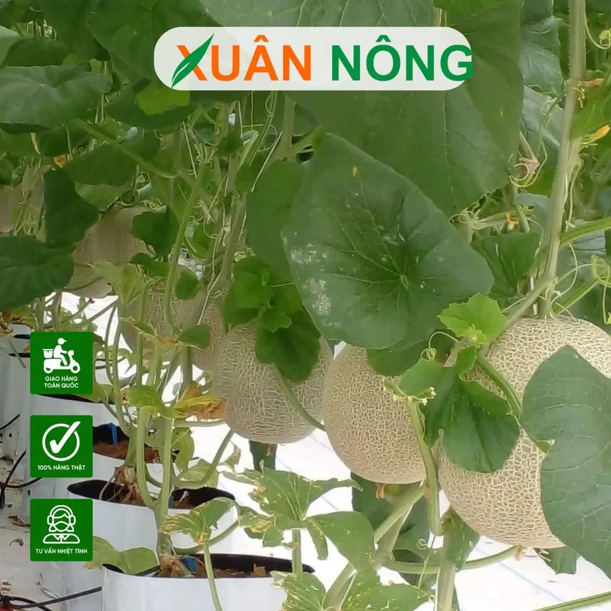 Dưa lưới phát triển trong nhà màng với giàn treo